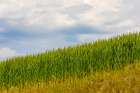 USA-Idaho-Genesee Green wheat fields Art Print